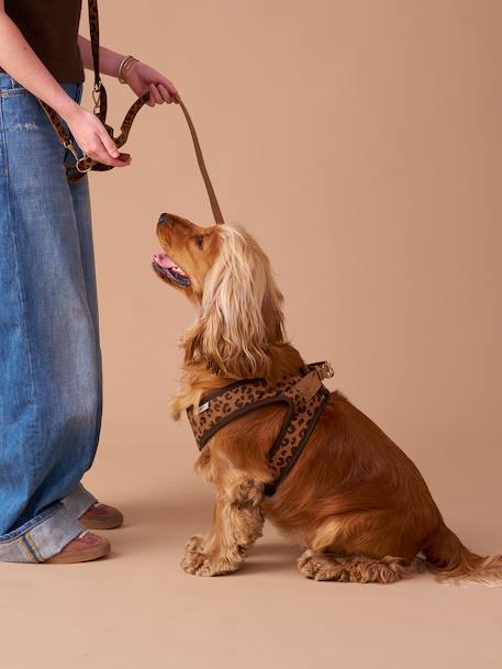 Set promenade pour chien : harnais + laisse + collier café - vertbaudet enfant 