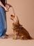 Set promenade pour chien : harnais + laisse + collier café - vertbaudet enfant 