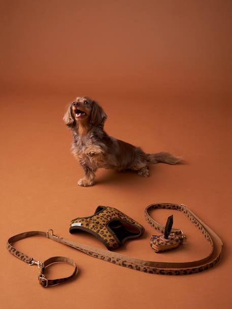 Set promenade pour chien : harnais + laisse + collier café - vertbaudet enfant 