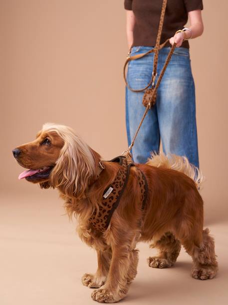 Hondenwandeling set: harnas + riem + halsband koffie - vertbaudet enfant 