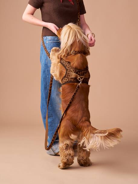 Set promenade pour chien : harnais + laisse + collier café - vertbaudet enfant 