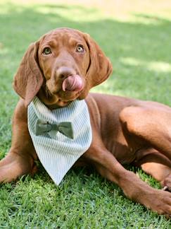 -Bandana chien coton rayé