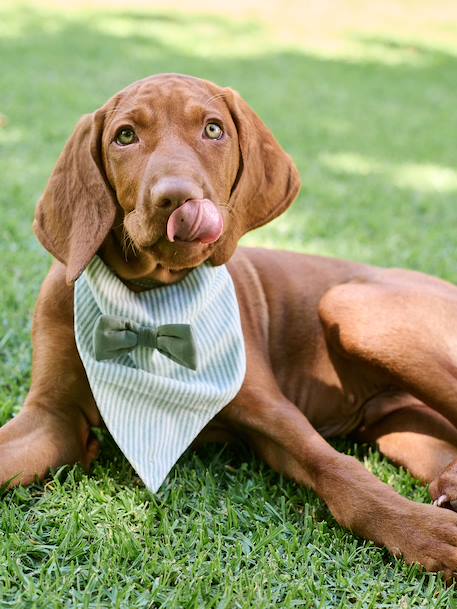 Bandana chien coton rayé vert sauge - vertbaudet enfant 