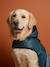 Manteau imperméable pour chien bleu ardoise - vertbaudet enfant 