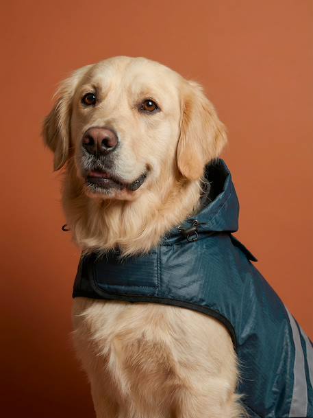 Waterdichte mantel voor honden leiblauw - vertbaudet enfant 