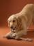 Lot jouets chien noisette - vertbaudet enfant 