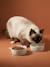 Lot de 2 gamelles pour chat en céramique blanc imprimé+écru - vertbaudet enfant 