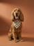 Bandana chien coton blanc imprimé+carreaux beige+marron imprimé - vertbaudet enfant 