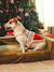 Kersttrui voor hond FAMILY rood - vertbaudet enfant 