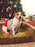 Kersttrui voor hond FAMILY rood - vertbaudet enfant 
