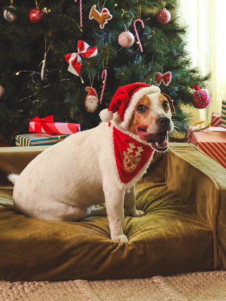 Bandanaslabbetje + kerstmuts voor de hond FAMILY rood - vertbaudet enfant 
