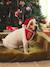 Bandanaslabbetje + kerstmuts voor de hond FAMILY rood - vertbaudet enfant 