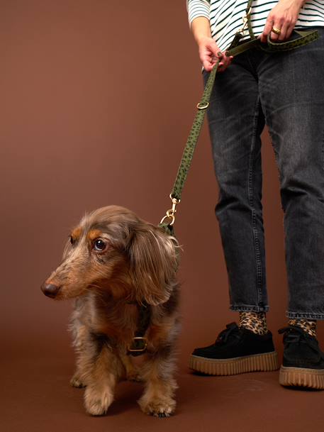 Set promenade pour chien kaki - vertbaudet enfant 
