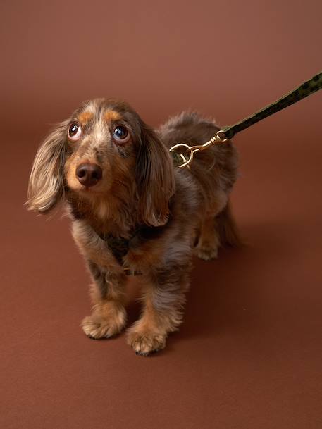 Set promenade pour chien kaki - vertbaudet enfant 