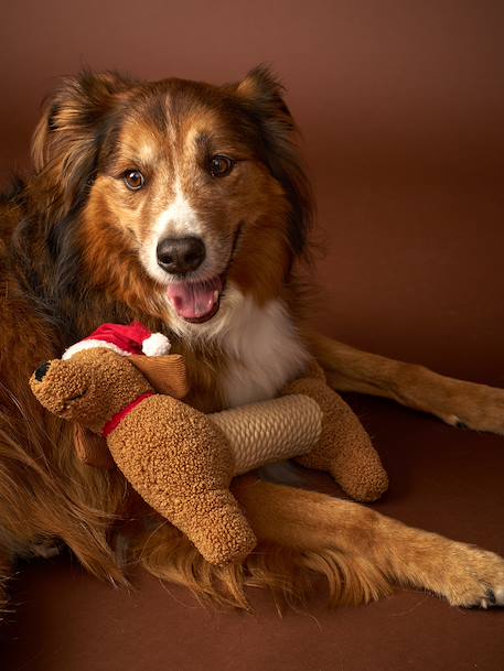 Jouet teckel de Noël chien chocolat - vertbaudet enfant 