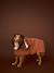 Cape de bain chien coton cappuccino - vertbaudet enfant 