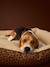 Panier matelassé en velours pour chien, disponible en 3 tailles camel+marron imprimé - vertbaudet enfant 