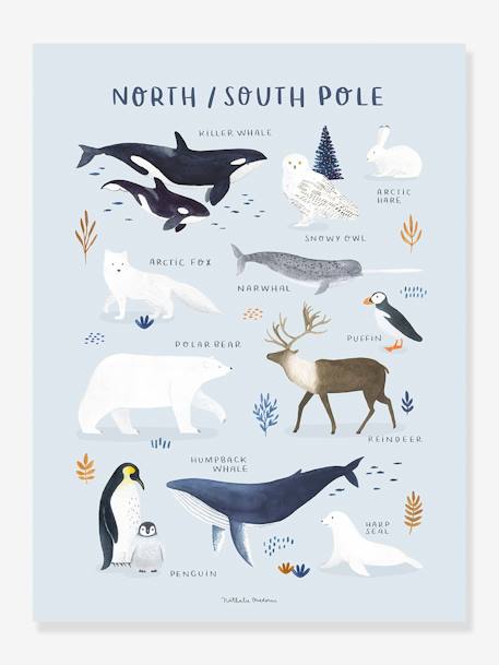 Affiche Animaux Pôle Nord/Sud Living Earth LILIPINSO bleu glacier - vertbaudet enfant 
