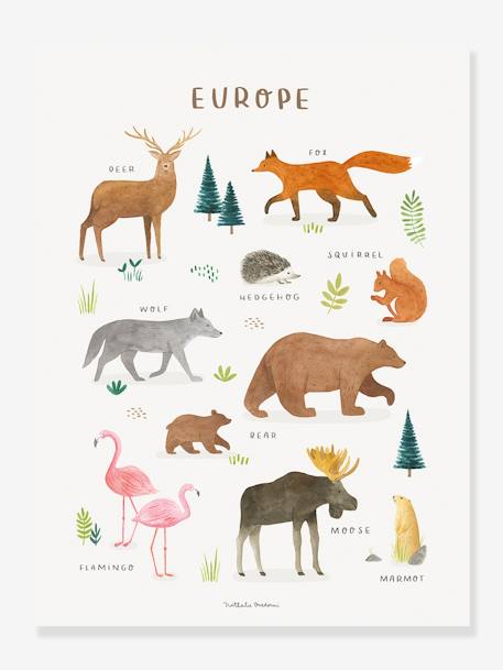 Affiche Animaux d'Europe Living Earth LILIPINSO marron - vertbaudet enfant 