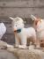 Lama met schommel wit - vertbaudet enfant 