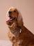 Collier bandana pour chien FAMILY marron imprimé - vertbaudet enfant 