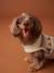 Kersttrui voor hond FAMILY rood - vertbaudet enfant 