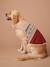 Kersttrui voor hond FAMILY rood - vertbaudet enfant 