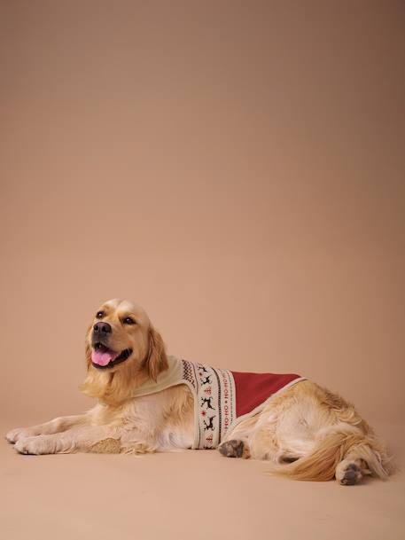 Kersttrui voor hond FAMILY rood - vertbaudet enfant 