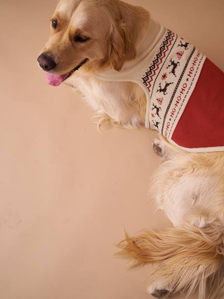 Kersttrui voor hond FAMILY rood - vertbaudet enfant 