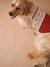 Kersttrui voor hond FAMILY rood - vertbaudet enfant 