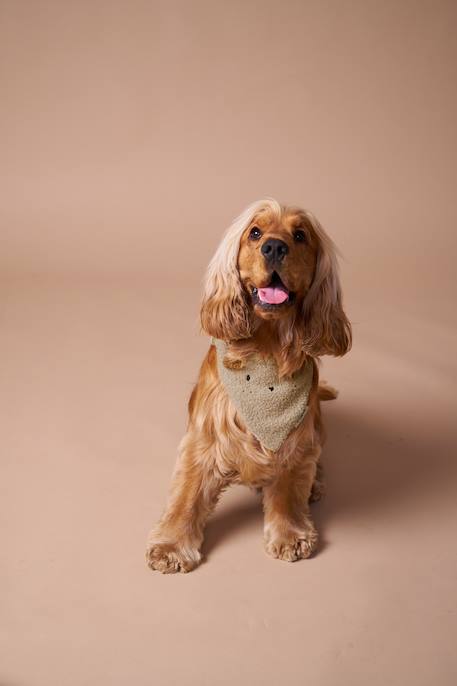 Collier bandana pour chien écru - vertbaudet enfant 