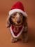 Bandanaslabbetje + kerstmuts voor de hond FAMILY rood - vertbaudet enfant 