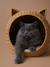 Kattenmand van waterhyacint FAMLY beige - vertbaudet enfant 