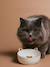 Lot de 2 gamelles pour chat en céramique blanc imprimé - vertbaudet enfant 